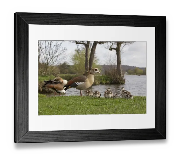 Framed Print : Egyptian Goose (Alopochen aegyptiacus) introduced species, adult pair with goslings, family standing on riverbank, River Thames, Thames Valley, Oxfordshire, England, april Framed Print : Egyptian Goose (Alopochen aegyptiacus) introduced species, adult pair with goslings, family standing on riverbank, River Thames, Thames Valley, Oxfordshire, England, april
