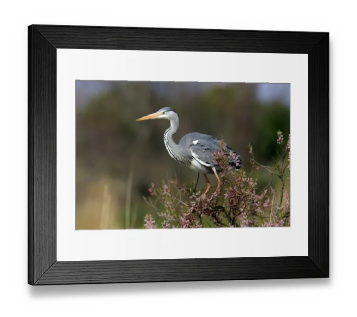 Framed Print : Grey Heron (Ardea cinerea) immature, perched in tamarisk tree, Saintes Marie de la Mer, Camargue, Bouches du Rhone, France Framed Print : Grey Heron (Ardea cinerea) immature, perched in tamarisk tree, Saintes Marie de la Mer, Camargue, Bouches du Rhone, France