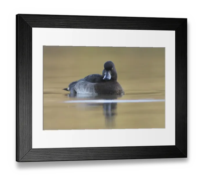 Framed Print : Tufted Duck (Aythya fuligula) adult female, swimming on lake, West Yorkshire, England, january Framed Print : Tufted Duck (Aythya fuligula) adult female, swimming on lake, West Yorkshire, England, january