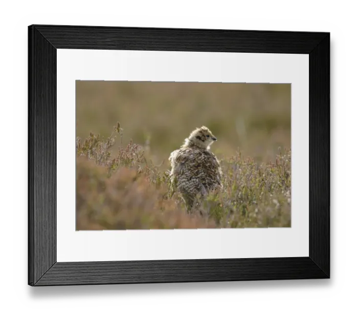 Framed Print : Red Grouse (Lagopus lagopus scoticus) chick, standing amongst heather on moorland, Swaledale, Yorkshire Dales N. P. North Yorkshire, England, june