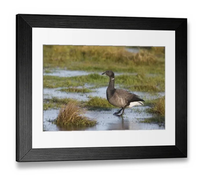 Framed Print : Brent Goose (Branta bernicla) adult, walking across frozen pool, Titchwell RSPB Reserve, Norfolk, England, january Framed Print : Brent Goose (Branta bernicla) adult, walking across frozen pool, Titchwell RSPB Reserve, Norfolk, England, january