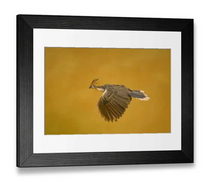 Framed Print : Hoatzin (Opisthocomus hoazin) adult, in flight, Tambopata National Reserve, Peruvian Amazon Basin, Peru Framed Print : Hoatzin (Opisthocomus hoazin) adult, in flight, Tambopata National Reserve, Peruvian Amazon Basin, Peru