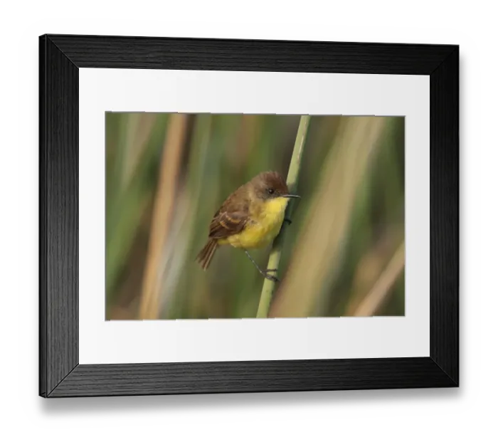 Framed Print : Warbling Doradito (Pseudocolopteryx flaviventris) adult, perched on stem, Rincon de Cobo, Buenos Aires Province, Argentina, december Framed Print : Warbling Doradito (Pseudocolopteryx flaviventris) adult, perched on stem, Rincon de Cobo, Buenos Aires Province, Argentina, december