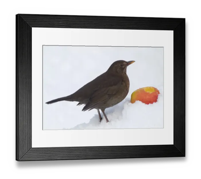 Framed Print : European Blackbird (Turdus merula) adult female, feeding on apple in snow covered garden, Chirnside, Berwickshire, Scotland, december Framed Print : European Blackbird (Turdus merula) adult female, feeding on apple in snow covered garden, Chirnside, Berwickshire, Scotland, december