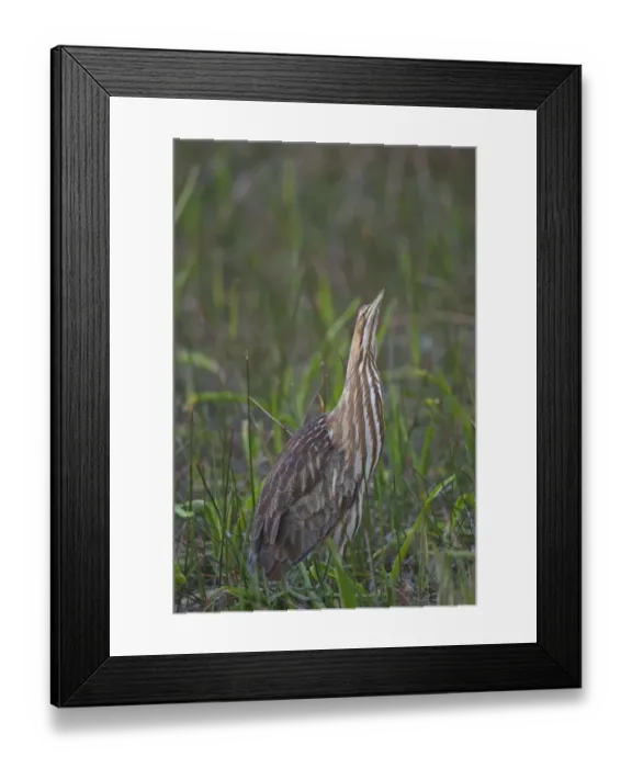 Framed Print : American Bittern (Botaurus lentiginosus) adult, standing in wetland, Everglades N. P. Florida, U. S. A Framed Print : American Bittern (Botaurus lentiginosus) adult, standing in wetland, Everglades N. P. Florida, U. S. A