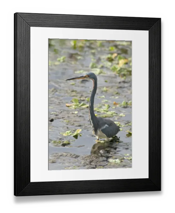 Framed Print : Tricoloured Heron (Egretta tricolor) adult, wading in water, Florida, U. S. A. november Framed Print : Tricoloured Heron (Egretta tricolor) adult, wading in water, Florida, U. S. A. november