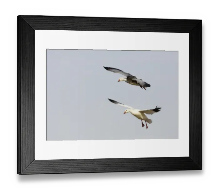 Framed Print : Snow Goose (Chen caerulescens) normal and blue forms, two adults, in flight, landing, Bosque del Apache National Wildlife Refuge, New Mexico, U. S. A Framed Print : Snow Goose (Chen caerulescens) normal and blue forms, two adults, in flight, landing, Bosque del Apache National Wildlife Refuge, New Mexico, U. S. A