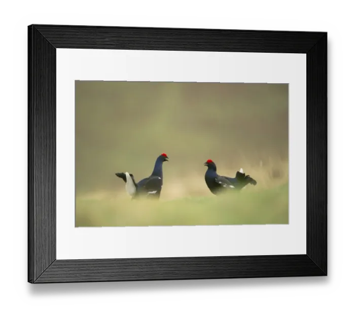 Framed Print : Black Grouse (Tetrao tetrix) two adult males, fighting on open moorland at dawn, Scotland, april Framed Print : Black Grouse (Tetrao tetrix) two adult males, fighting on open moorland at dawn, Scotland, april