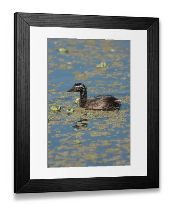 Framed Print : White-tufted Grebe (Rollandia rolland) adult, swimming, Vicente Lopez, Buenos Aires Province, Argentina, september