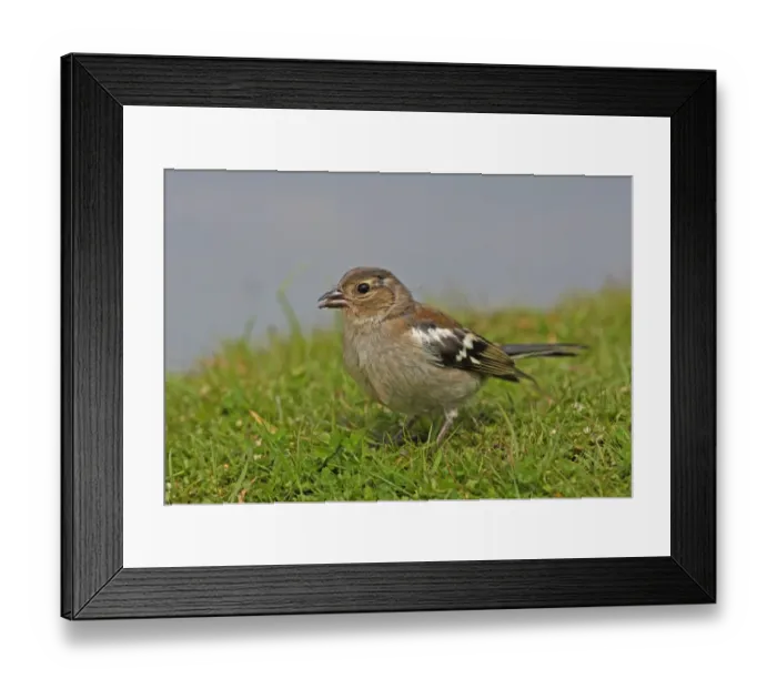 Framed Print : Chaffinch (Fringilla coelebs) juvenile, feeding on ground, Norfolk, England, july Framed Print : Chaffinch (Fringilla coelebs) juvenile, feeding on ground, Norfolk, England, july