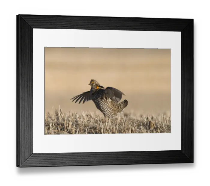 Framed Print : Greater Prairie-chicken (Tympanuchus cupido) adult male, displaying on lekking ground, Sandhills, Nebraska, U. S. A. april Framed Print : Greater Prairie-chicken (Tympanuchus cupido) adult male, displaying on lekking ground, Sandhills, Nebraska, U. S. A. april