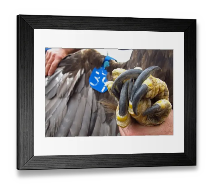 Framed Print : Golden Eagle (Aquila chrysaetos) adult, close-up of talons held in hand, with wing tags for research, Cairngorms N. P. Grampian Mountains, Highlands, Scotland, october Framed Print : Golden Eagle (Aquila chrysaetos) adult, close-up of talons held in hand, with wing tags for research, Cairngorms N. P. Grampian Mountains, Highlands, Scotland, october