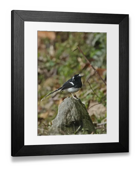 Framed Print : Spotted Forktail (Enicurus maculatus guttatus) adult, perched on rock, Arunachal Pradesh, India, february Framed Print : Spotted Forktail (Enicurus maculatus guttatus) adult, perched on rock, Arunachal Pradesh, India, february