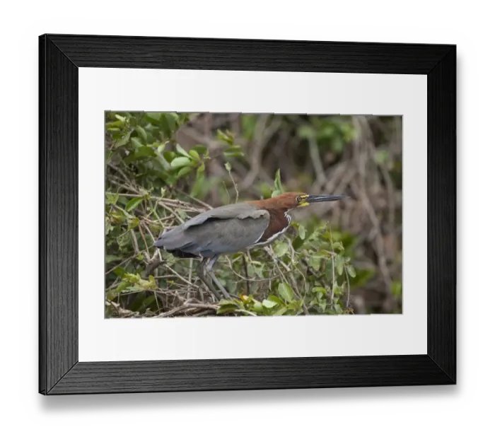 Framed Print : Rufescent Tiger-heron (Tigrisoma lineatum) adult, standing in tree, Pantanal, Mato Grosso, Brazil Framed Print : Rufescent Tiger-heron (Tigrisoma lineatum) adult, standing in tree, Pantanal, Mato Grosso, Brazil
