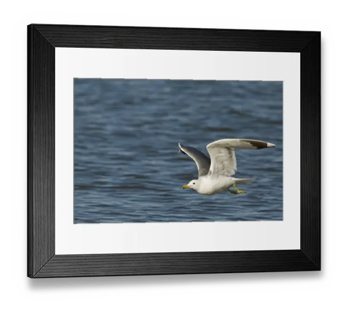 Framed Print : California Gull (Larus californicus) adult, summer plumage, in flight over saline lake, Salton Sea, California, U. S. A. april Framed Print : California Gull (Larus californicus) adult, summer plumage, in flight over saline lake, Salton Sea, California, U. S. A. april