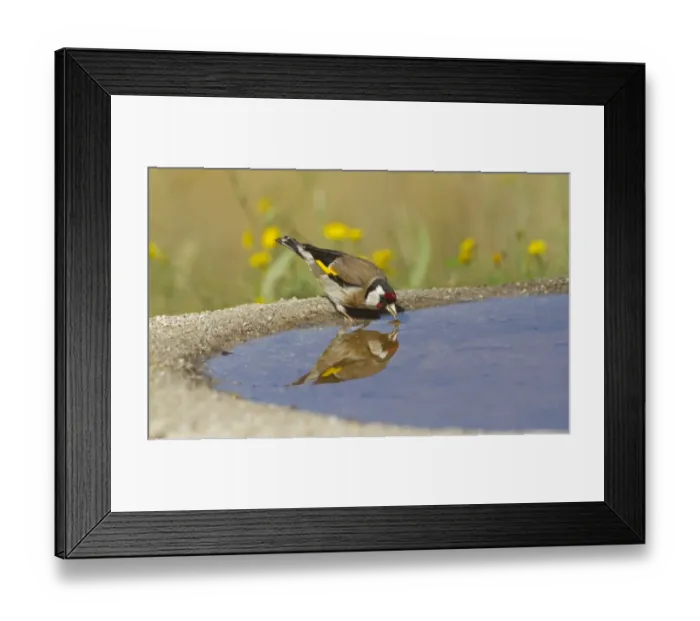 Framed Print : European Goldfinch (Carduelis carduelis) adult, drinking at pool with reflection, Spain, may Framed Print : European Goldfinch (Carduelis carduelis) adult, drinking at pool with reflection, Spain, may