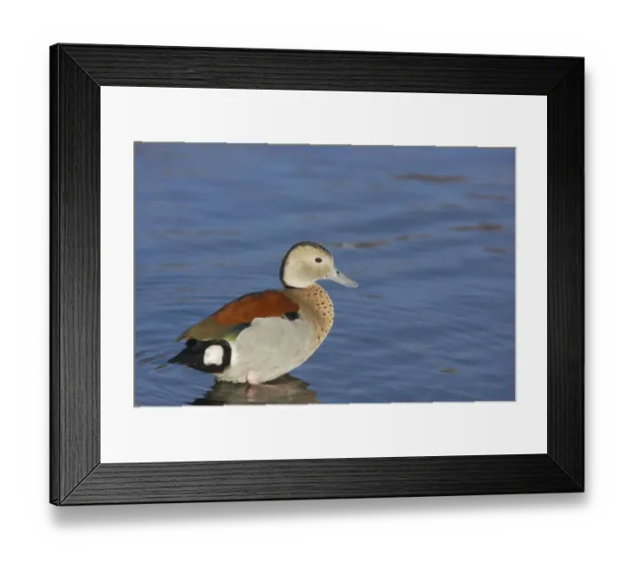 Framed Print : Ringed Teal (Callonetta leucophrys) adult male, standing in shallow water, Martin Mere W. W. T. (captive) Framed Print : Ringed Teal (Callonetta leucophrys) adult male, standing in shallow water, Martin Mere W. W. T. (captive)