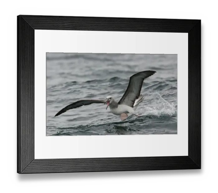 Framed Print : Salvin's Albatross (Thalassarche salvini) immature, taking off from sea, off Quintero, Chile, november