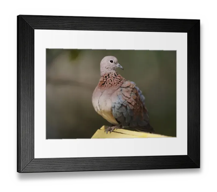 Framed Print : Laughing Dove (Streptopelia senegalensis) adult, perched on wood, Gambia, january Framed Print : Laughing Dove (Streptopelia senegalensis) adult, perched on wood, Gambia, january
