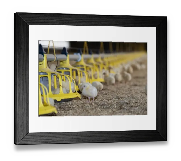 Framed Print : Domestic Chicken, broiler chicks, at feeders in temperature controlled building, Wales, september