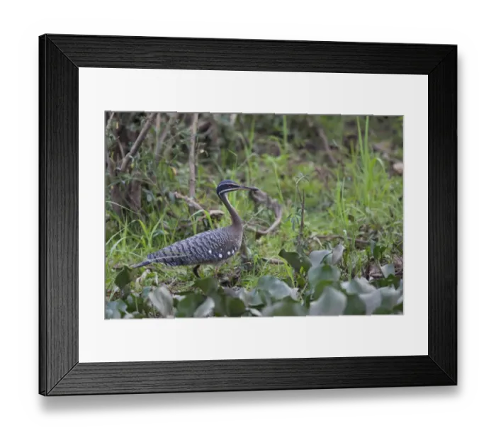 Framed Print : Sunbittern (Eurypyga helias) adult, walking in swamp, Pantanal, Mato Grosso, Brazil Framed Print : Sunbittern (Eurypyga helias) adult, walking in swamp, Pantanal, Mato Grosso, Brazil