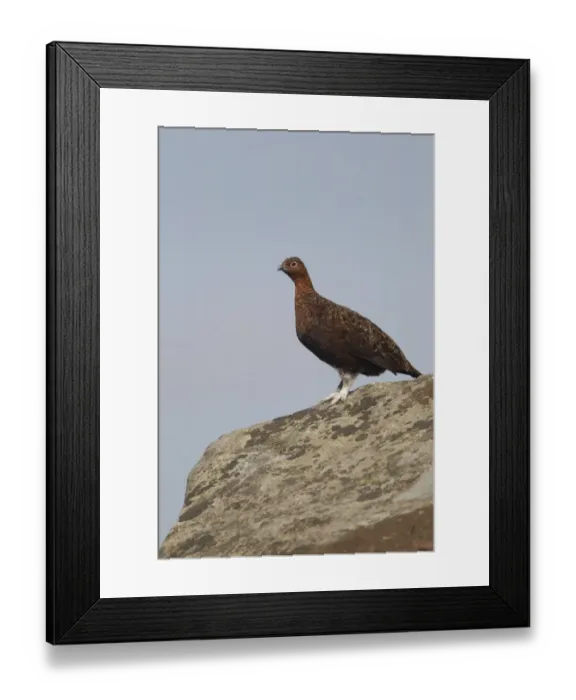 Framed Print : Red Grouse (Lagopus lagopus scoticus) adult male, standing on gritstone rock in moorland, Peak District, Derbyshire, England, september Framed Print : Red Grouse (Lagopus lagopus scoticus) adult male, standing on gritstone rock in moorland, Peak District, Derbyshire, England, september
