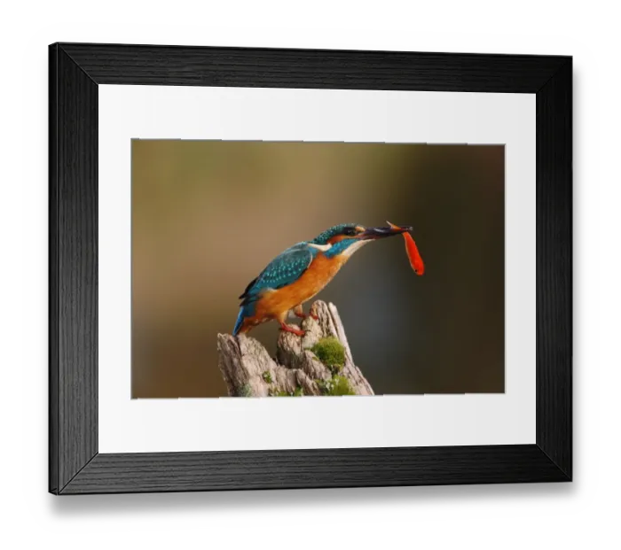 Framed Print : Common Kingfisher (Alcedo atthis) adult, with goldfish in beak, perched on post, Worcestershire, England, october Framed Print : Common Kingfisher (Alcedo atthis) adult, with goldfish in beak, perched on post, Worcestershire, England, october