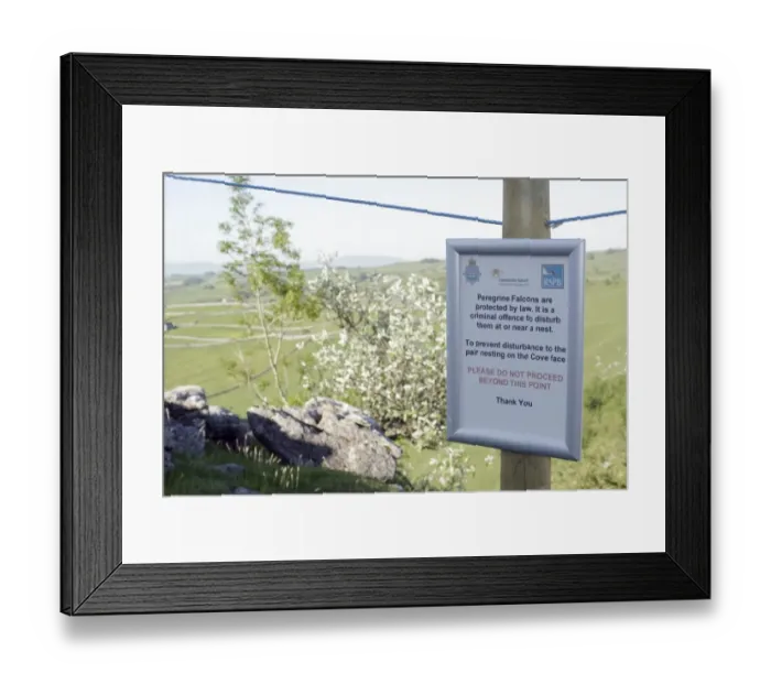 Framed Print : Peregrine Falcon (Falco peregrinus) nestsite with RSPB sign and rope cordon, Malham Cove, Malhamdale, Yorkshire Dales N. P. North Yorkshire, England, june Framed Print : Peregrine Falcon (Falco peregrinus) nestsite with RSPB sign and rope cordon, Malham Cove, Malhamdale, Yorkshire Dales N. P. North Yorkshire, England, june