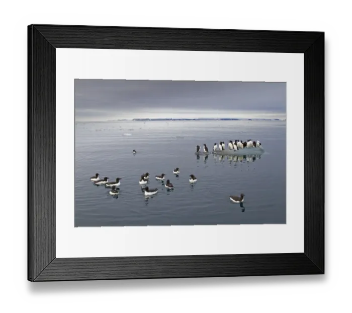 Framed Print : Brunnich's Guillemot (Uria lomvia) adults, summer plumage, flock swimming at sea and standing on ice floe in coastal habitat, Spitzbergen, Svalbard, july Framed Print : Brunnich's Guillemot (Uria lomvia) adults, summer plumage, flock swimming at sea and standing on ice floe in coastal habitat, Spitzbergen, Svalbard, july