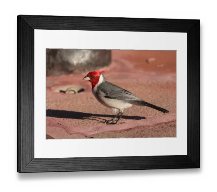 Framed Print : Red-crested Cardinal (Paroaria coronata) adult, standing on concrete, Argentina, november