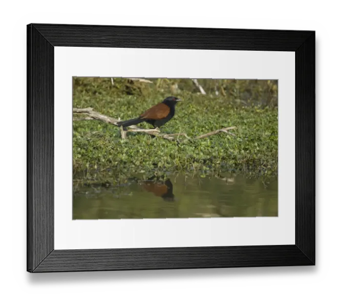 Framed Print : Greater Coucal (Centropus sinensis) adult, perched on branch over water, Keoladeo Ghana N. P. (Bharatpur), Rajasthan, India Framed Print : Greater Coucal (Centropus sinensis) adult, perched on branch over water, Keoladeo Ghana N. P. (Bharatpur), Rajasthan, India