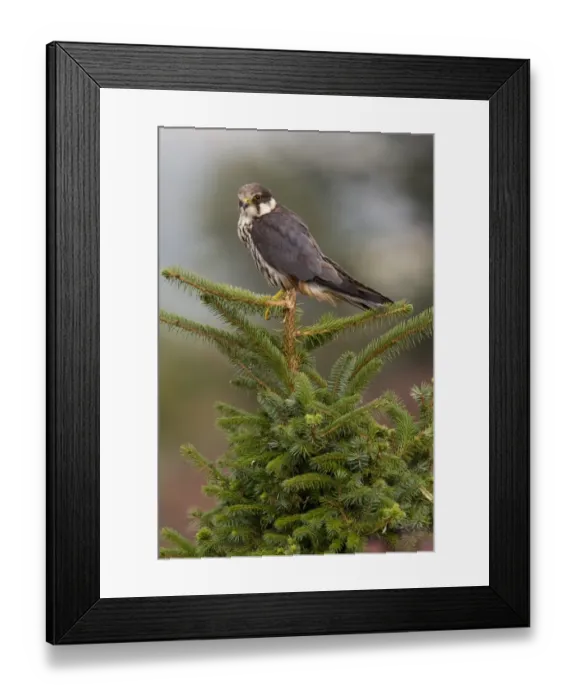 Framed Print : Eurasian Hobby (Falco subbuteo) adult, perched on conifer tree, Wales, october Framed Print : Eurasian Hobby (Falco subbuteo) adult, perched on conifer tree, Wales, october
