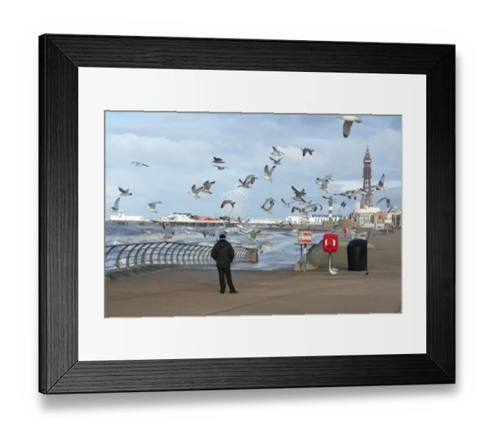 Framed Print : Herring Gull (Larus argentatus) flock, in flight, being fed by man on promenade in seaside resort town, Blackpool Tower in background, Blackpool, Lancashire, England, january Framed Print : Herring Gull (Larus argentatus) flock, in flight, being fed by man on promenade in seaside resort town, Blackpool Tower in background, Blackpool, Lancashire, England, january