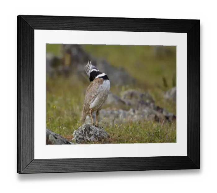 Framed Print : Little Bustard (Tetrax tetrax) adult male, calling and displaying, Extremadura, Spain, april Framed Print : Little Bustard (Tetrax tetrax) adult male, calling and displaying, Extremadura, Spain, april