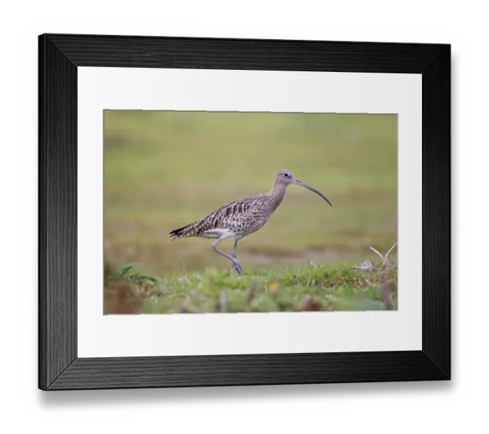 Framed Print : Eurasian Curlew (Numenius arquata) adult, walking in grassland, Minsmere RSPB Reserve, Suffolk, England, october Framed Print : Eurasian Curlew (Numenius arquata) adult, walking in grassland, Minsmere RSPB Reserve, Suffolk, England, october