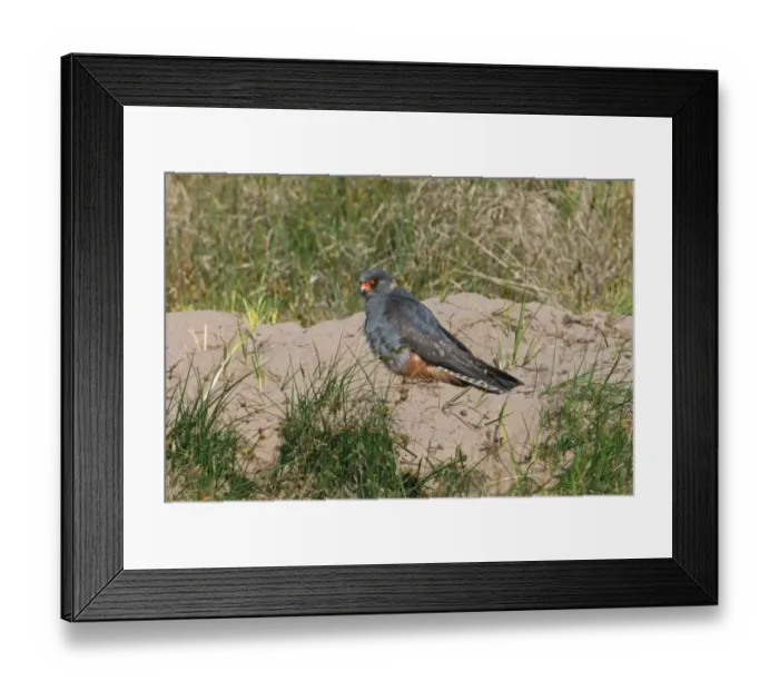 Framed Print : Red-footed Falcon (Falco vespertinus) immature male, vagrant, standing on sandy mound, Horsey, Norfolk, England, june Framed Print : Red-footed Falcon (Falco vespertinus) immature male, vagrant, standing on sandy mound, Horsey, Norfolk, England, june