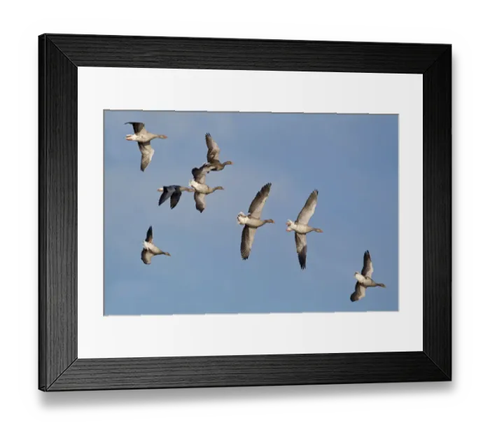 Framed Print : Greylag Goose (Anser anser) flock, whiffling in flight, Minsmere RSPB Reserve, Suffolk, England, september (composite image) Framed Print : Greylag Goose (Anser anser) flock, whiffling in flight, Minsmere RSPB Reserve, Suffolk, England, september (composite image)
