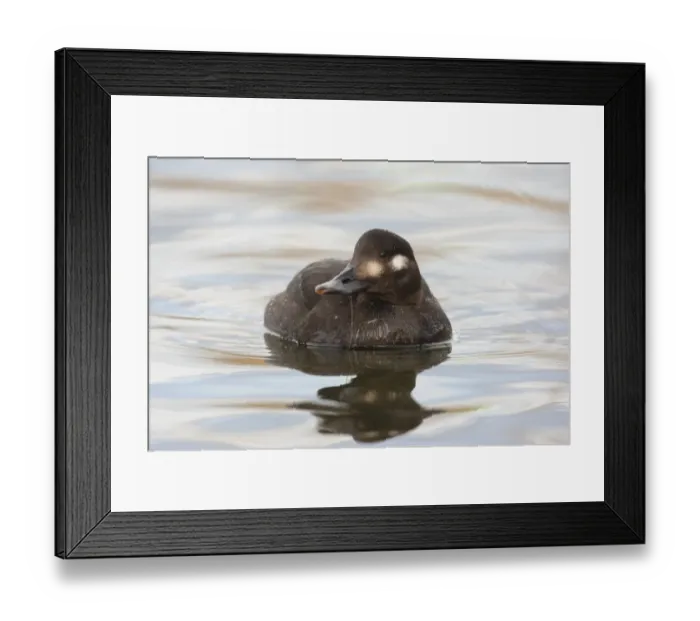 Framed Print : Velvet Scoter (Melanitta fusca) adult female, swimming, with waterweed in beak, Lancashire, England, january Framed Print : Velvet Scoter (Melanitta fusca) adult female, swimming, with waterweed in beak, Lancashire, England, january
