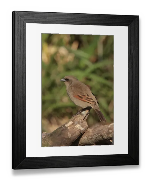 Framed Print : Bay-winged Cowbird (Agelaioides badius) adult, perched on branch, Costanera Sur Reserve, Buenos Aires, Argentina, august