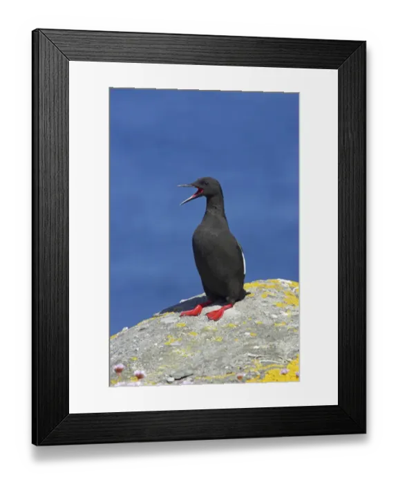 Framed Print : Black Guillemot (Cepphus grylle) adult, calling, standing on rock, Mousa Island, Shetland Islands, Scotland Framed Print : Black Guillemot (Cepphus grylle) adult, calling, standing on rock, Mousa Island, Shetland Islands, Scotland