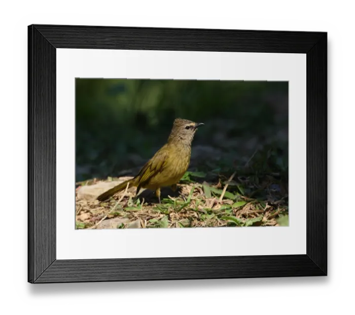 Framed Print : Flavescent Bulbul (Pycnonotus flavescens vividus) adult, standing on ground, Kaeng Krachan N. P. Thailand, february Framed Print : Flavescent Bulbul (Pycnonotus flavescens vividus) adult, standing on ground, Kaeng Krachan N. P. Thailand, february