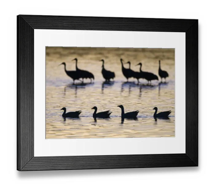 Framed Print : Snow Goose (Chen caerulescens) and Sandhill Crane (Grus canadensis) mixed flock, silhouetted on water at sunrise, Bosque del Apache National Wildlife Refuge, New Mexico, U. S. A. january