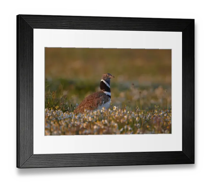 Framed Print : Little Bustard (Tetrax tetrax) adult male, standing amongst wildflowers, Extremadura, Spain, april Framed Print : Little Bustard (Tetrax tetrax) adult male, standing amongst wildflowers, Extremadura, Spain, april