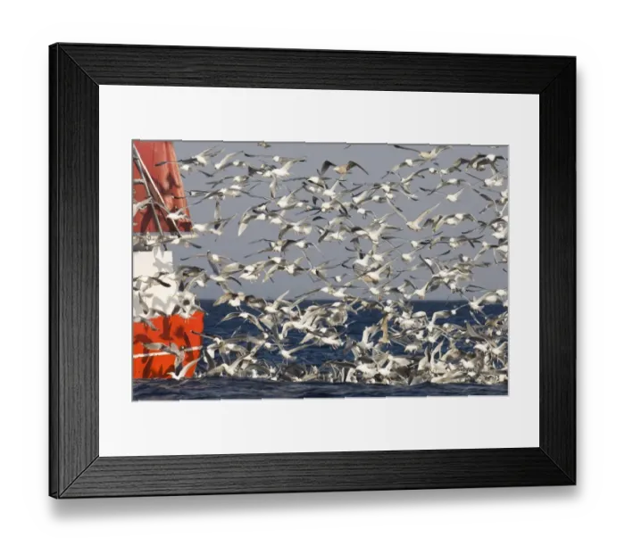 Framed Print : Herring Gull (Larus argentatus) flock, following fishing trawler at sea, Varanger Fjord, Northern Norway, march