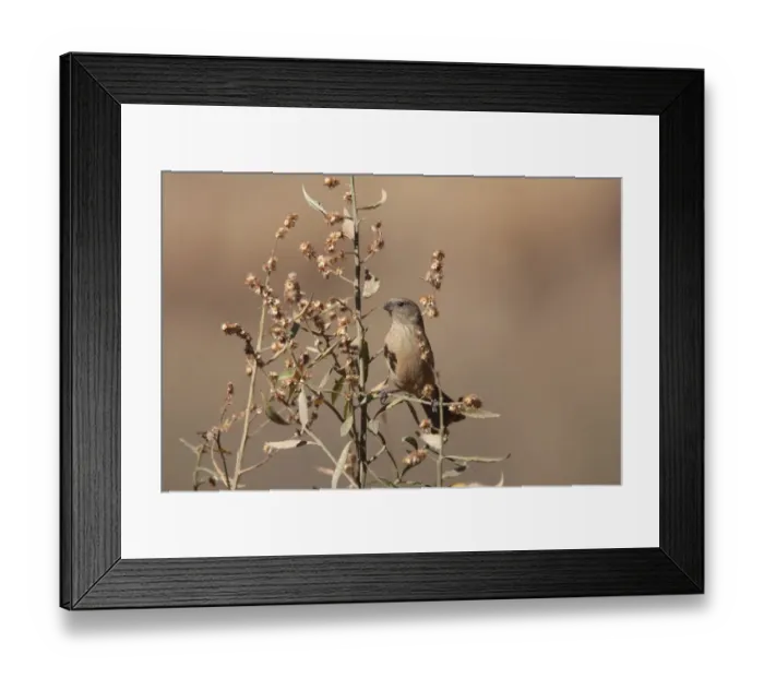Framed Print : Plain-coloured Seedeater (Catamenia inornata inornata) adult female, perched on plant, Santa Victoria Road, Jujuy, Argentina, august
