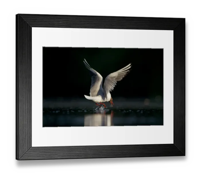 Framed Print : Black-headed Gull (Larus ridibundus) adult, summer plumage, in flight, hovering over lake, picking up dead fish from surface of water, Derbyshire, England, june Framed Print : Black-headed Gull (Larus ridibundus) adult, summer plumage, in flight, hovering over lake, picking up dead fish from surface of water, Derbyshire, England, june