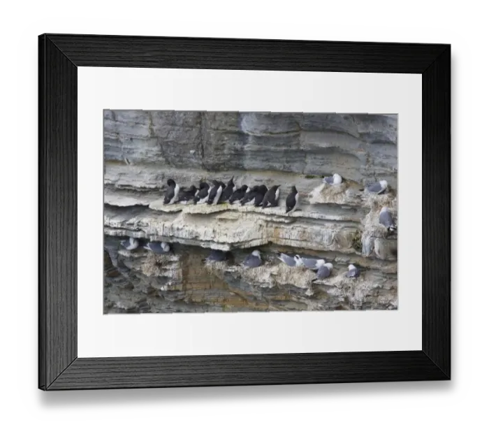 Framed Print : Common Guillemot (Uria aalge) and Kittiwake (Rissa tridactyla) adults, nesting colony on cliff face, Marwick Head RSPB Reserve, Mainland, Orkney, Scotland, june Framed Print : Common Guillemot (Uria aalge) and Kittiwake (Rissa tridactyla) adults, nesting colony on cliff face, Marwick Head RSPB Reserve, Mainland, Orkney, Scotland, june