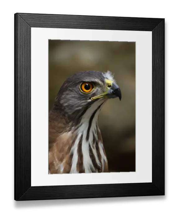 Framed Print : Crested Goshawk (Accipiter trivirgatus indicus) adult, close-up of head, Kaeng Krachan N. P. Thailand, february