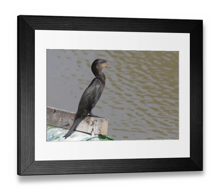 Framed Print : Olivaceous Cormorant (Phalacrocorax olivaceus) adult, standing on beam at edge of river, Pantanal, Mato Grosso, Brazil