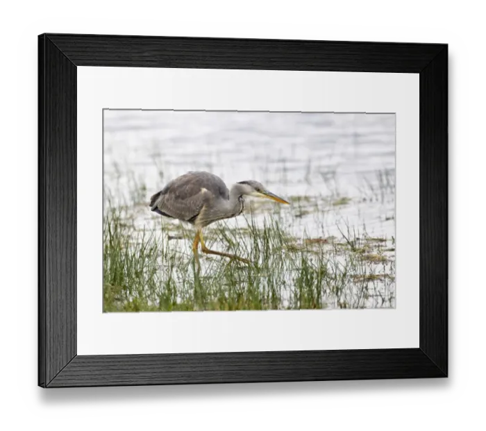 Framed Print : Grey Heron (Ardea cinerea) immature, hunting in shallow water, Islay, Inner Hebrides, Scotland, november